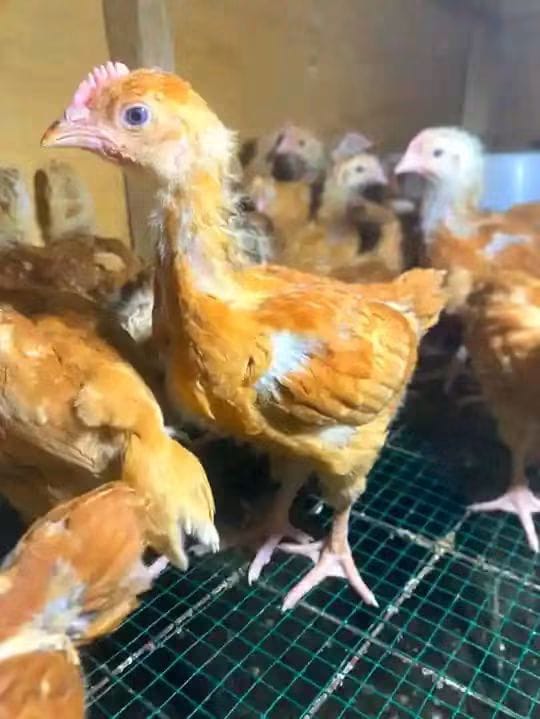 Three-week-old chicks